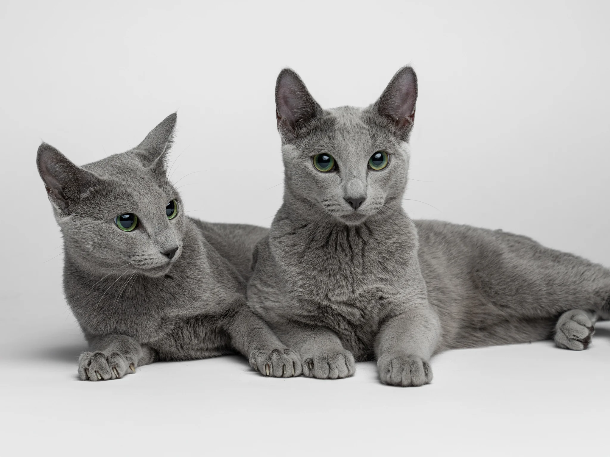 Two Russian Blue cats with green eyes lying together on a white background.